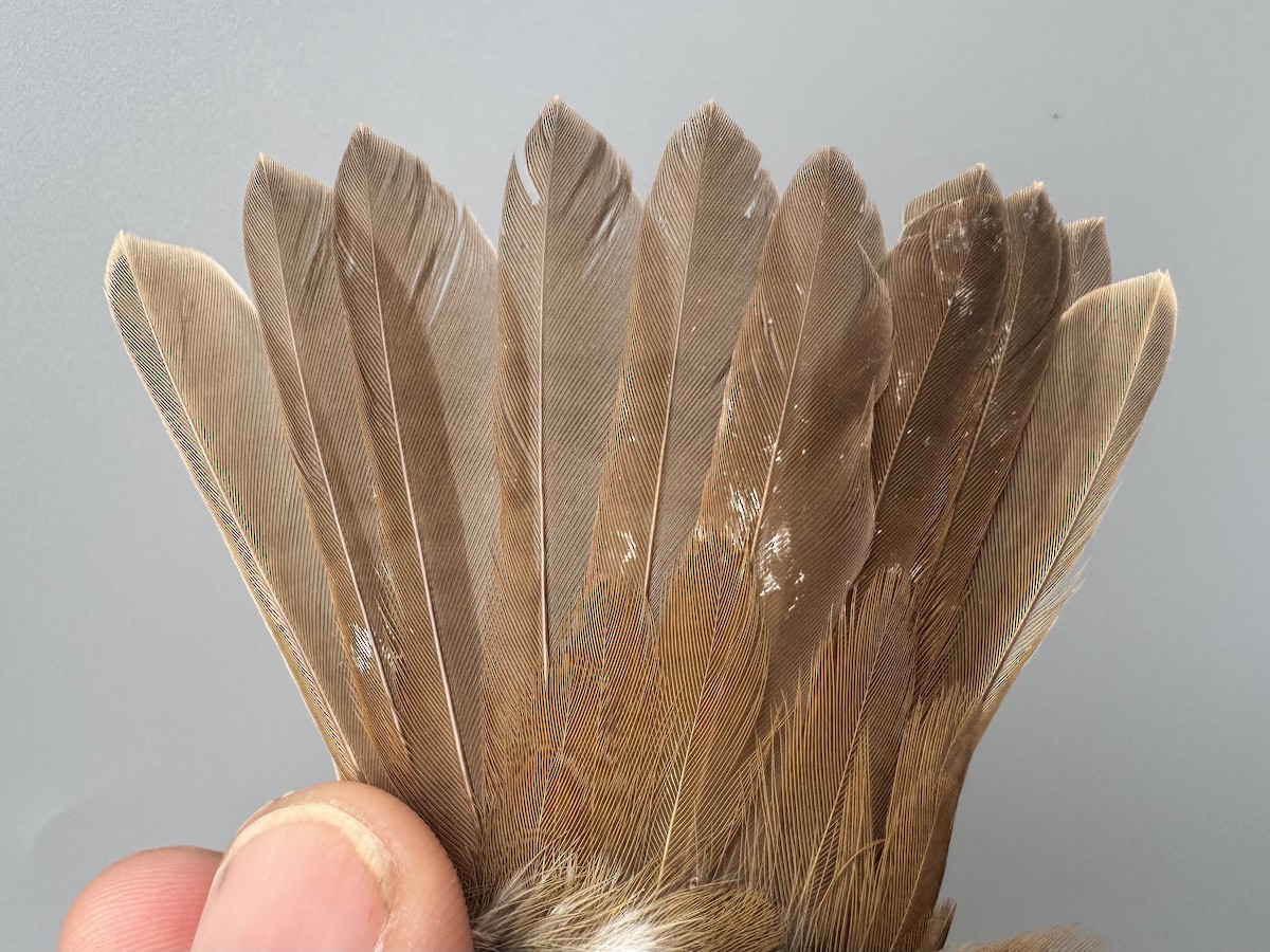 Hermit Thrush (faxoni/crymophilus) - ML645975816