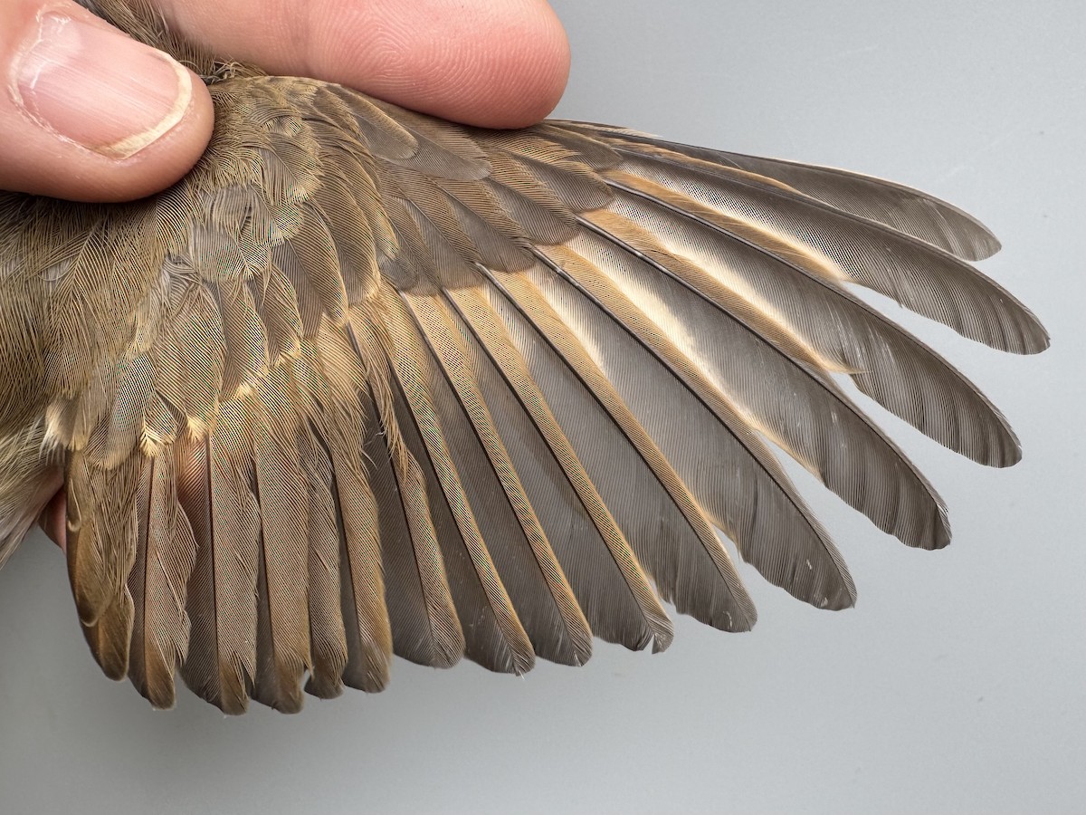 Hermit Thrush (faxoni/crymophilus) - ML645975817