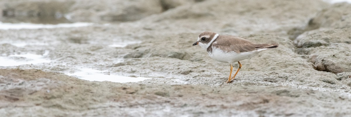 Semipalmated Plover - ML645975818