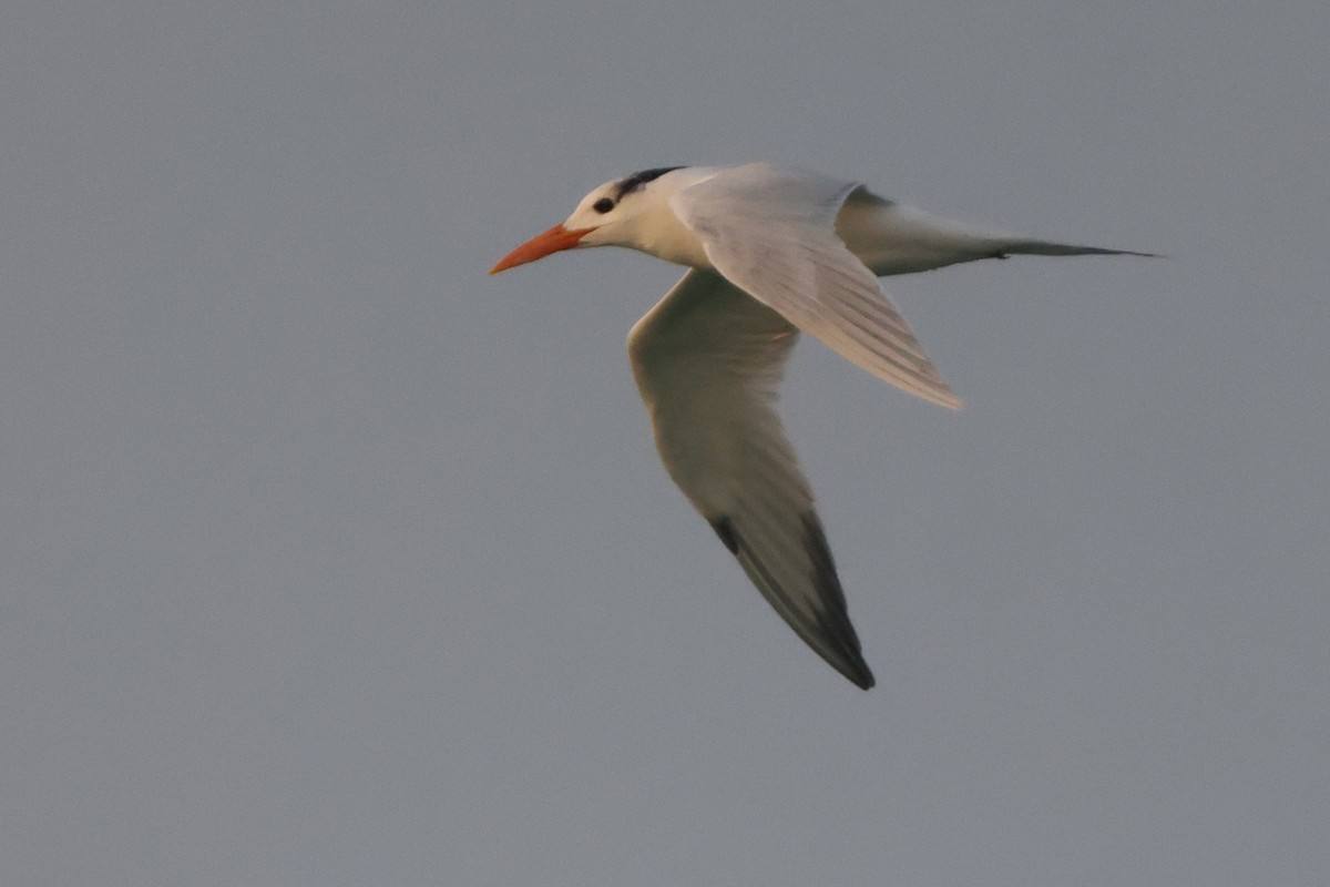 Royal Tern - ML645975819