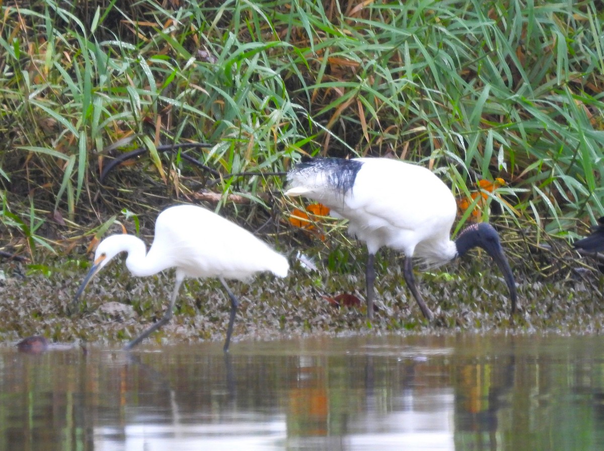 Little Egret - ML645975820