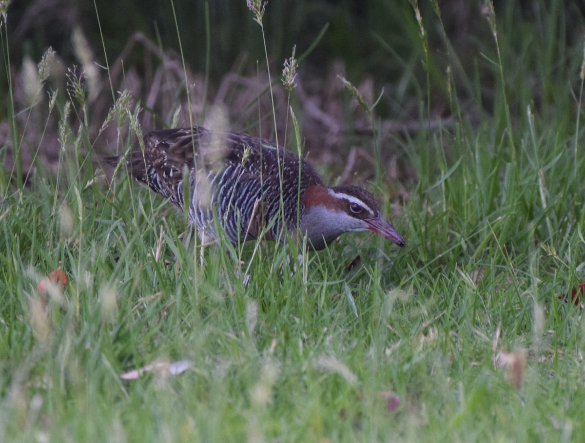 Buff-banded Rail - ML645975821
