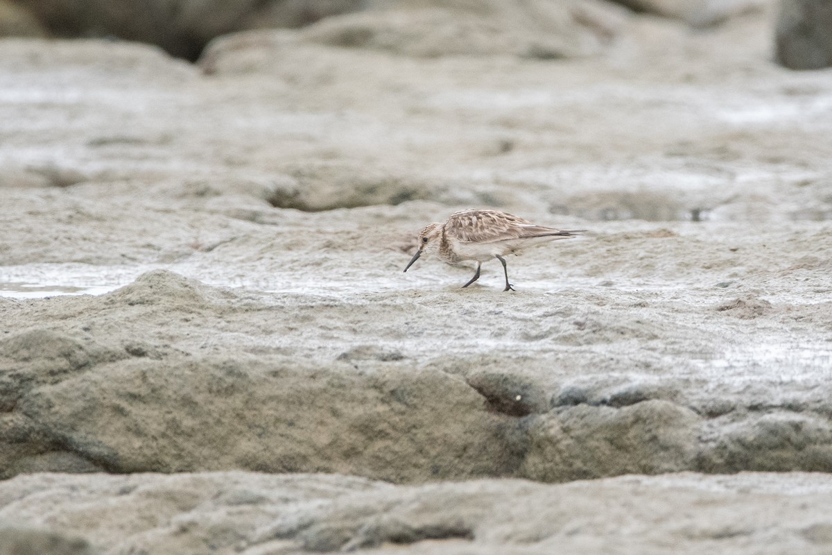 Semipalmated Sandpiper - ML645975822