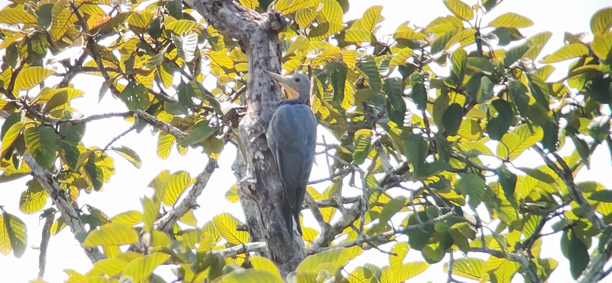 Great Slaty Woodpecker - ML645975823