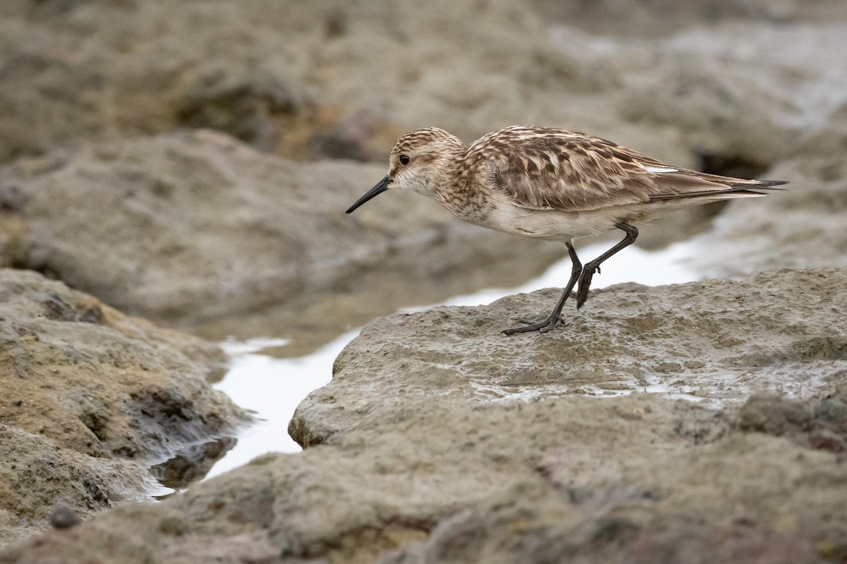 Semipalmated Sandpiper - ML645975825