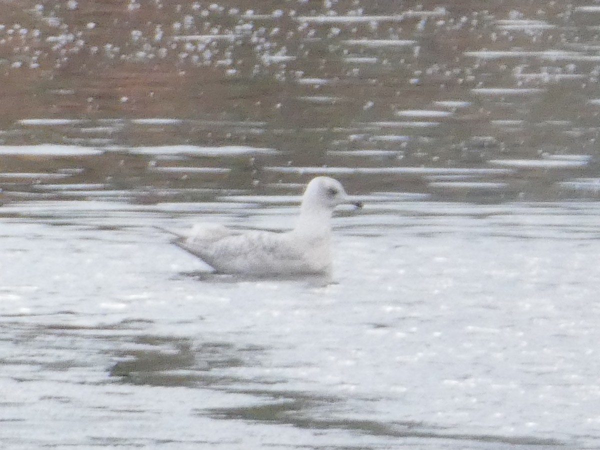 Iceland Gull - ML645975826