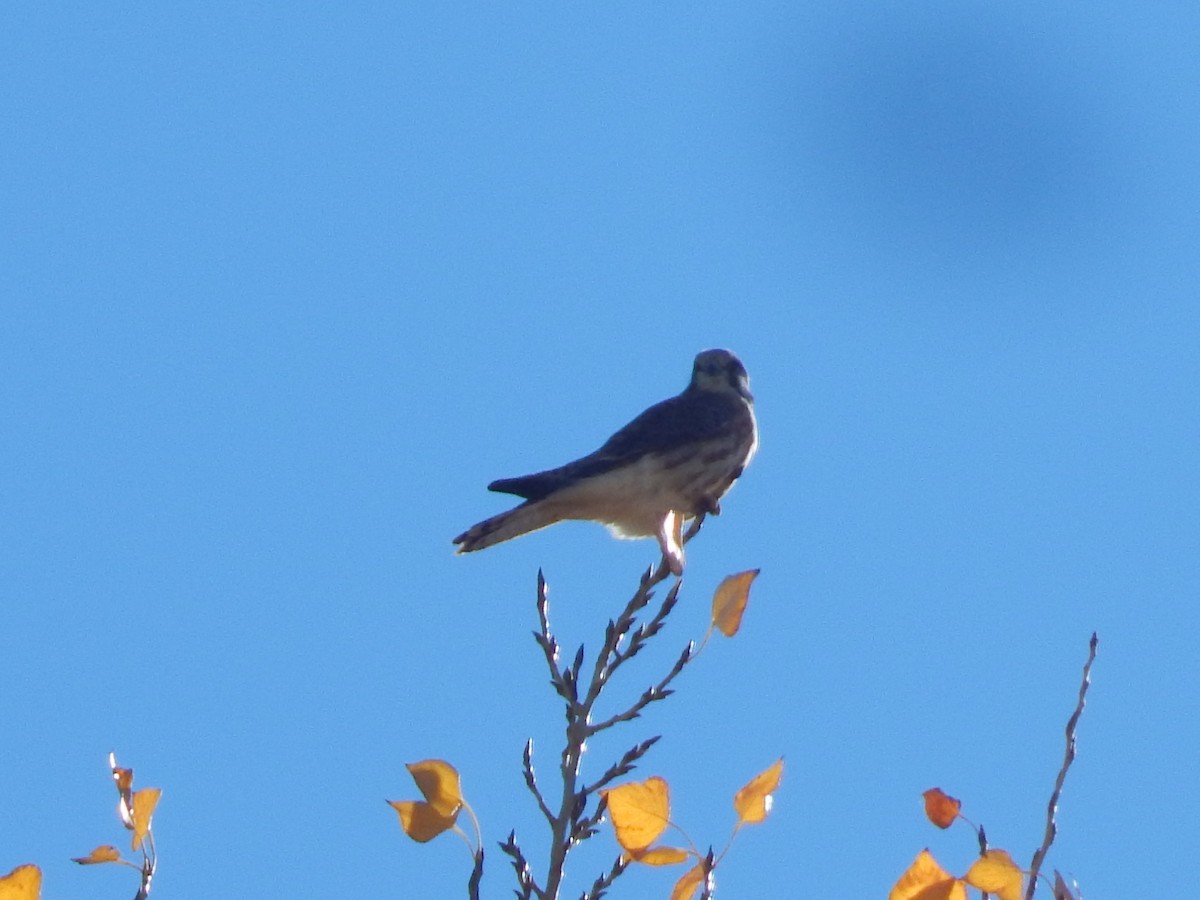 American Kestrel - ML645975827