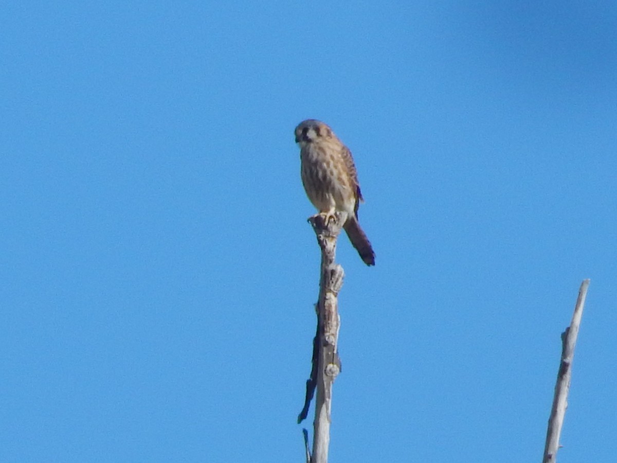 American Kestrel - ML645975828