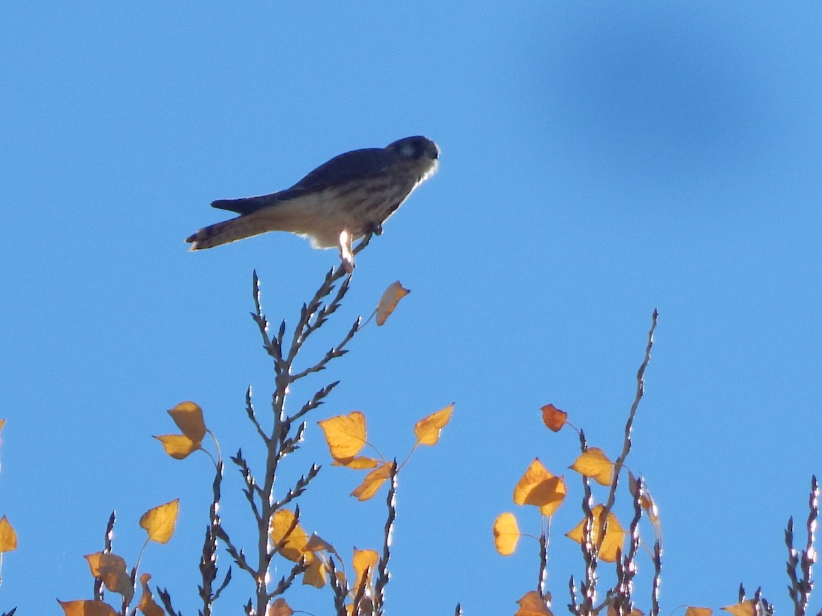 American Kestrel - ML645975829