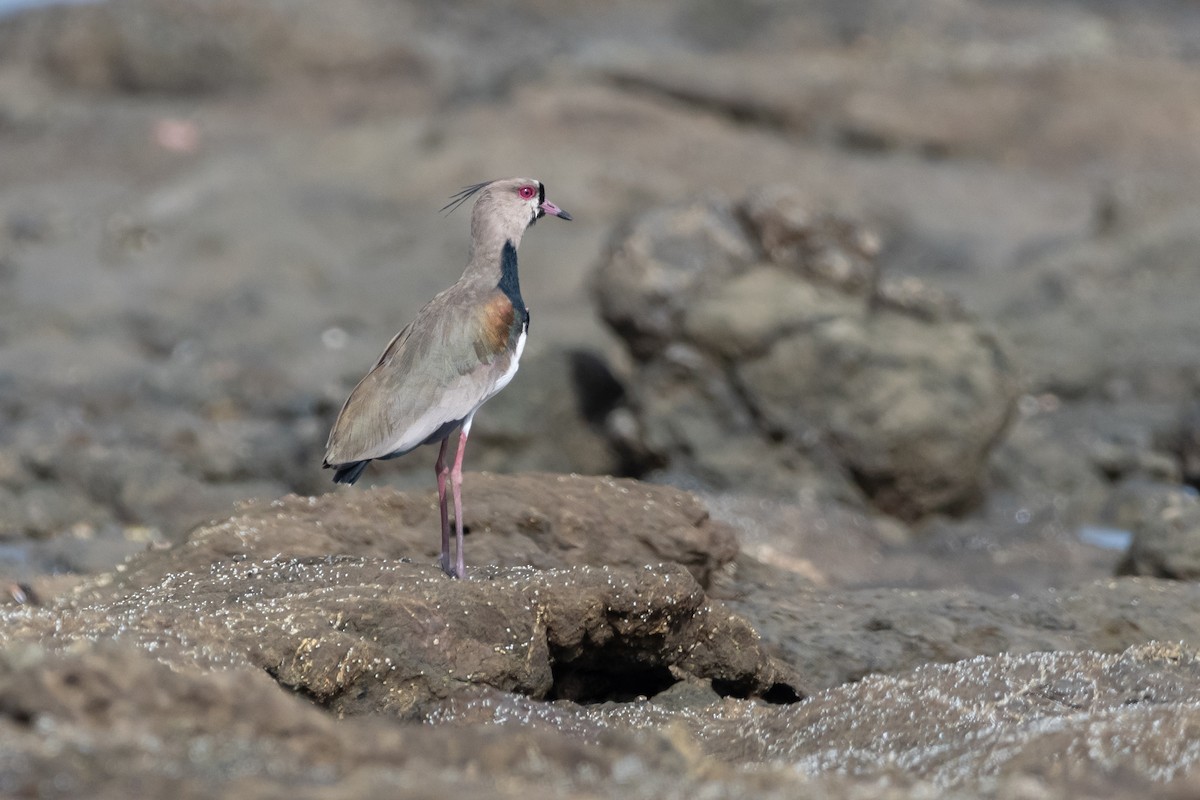 Southern Lapwing - ML645975830