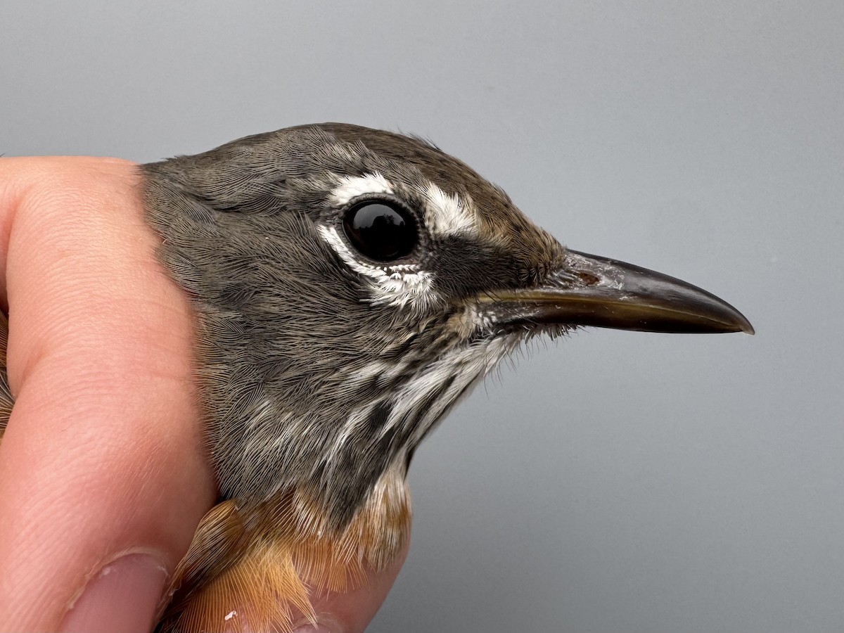 American Robin (migratorius Group) - ML645975831