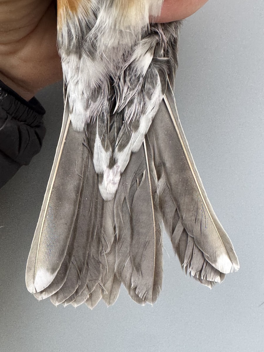 American Robin (migratorius Group) - ML645975832