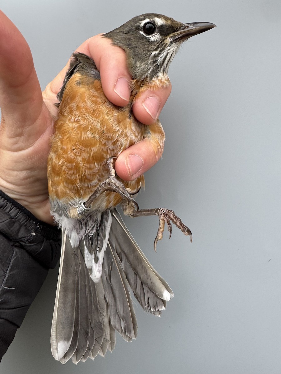 American Robin (migratorius Group) - ML645975833