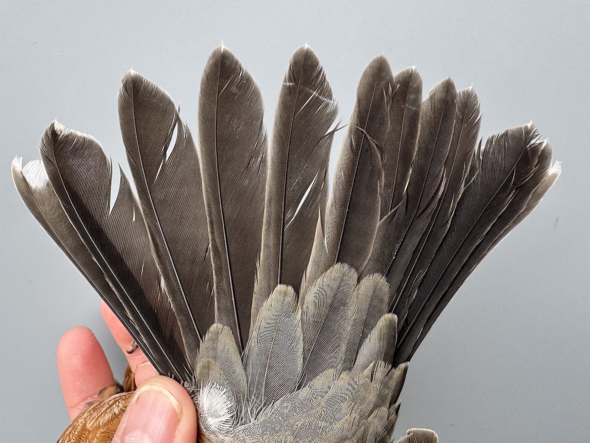 American Robin (migratorius Group) - ML645975835