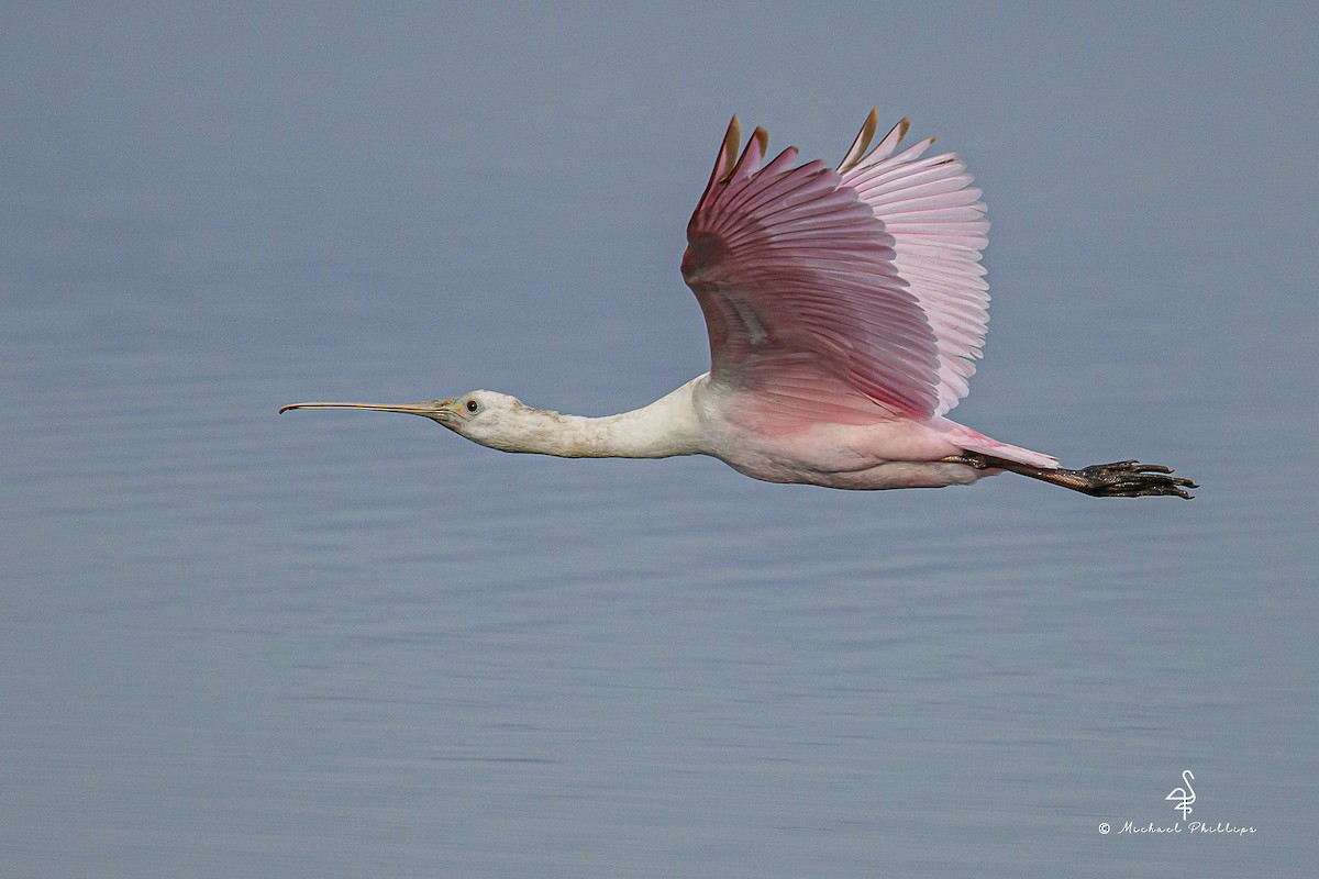 Roseate Spoonbill - ML645975836