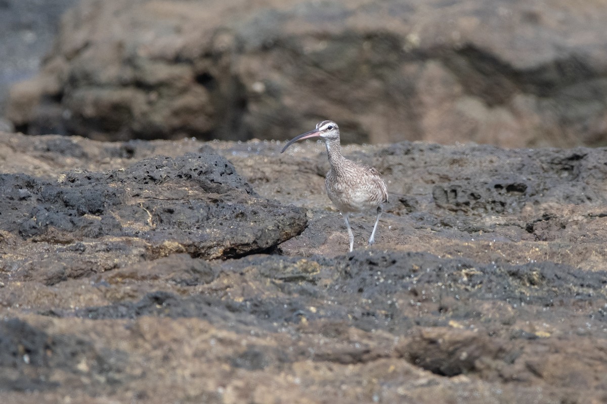 Hudsonian Whimbrel - ML645975840