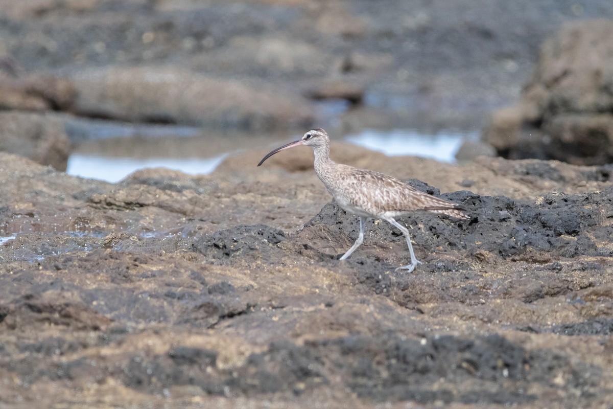 Hudsonian Whimbrel - ML645975843