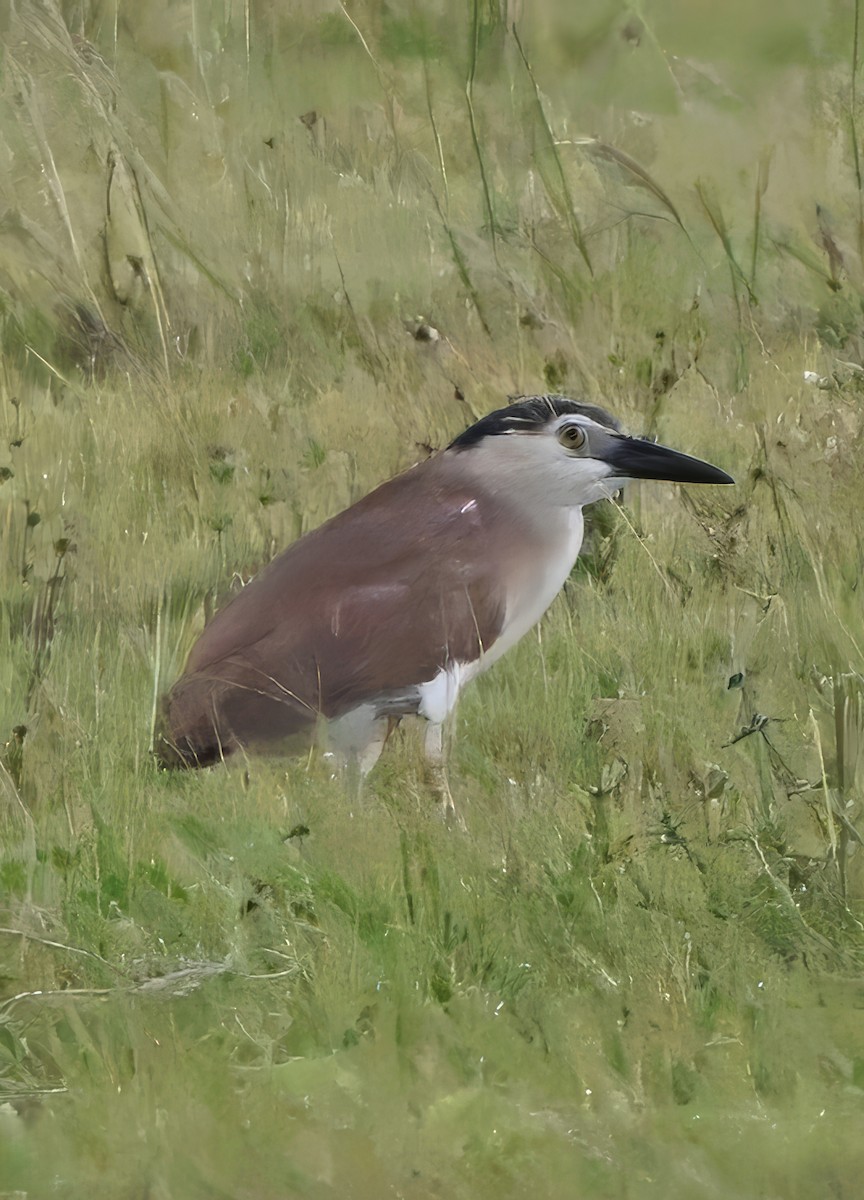 Nankeen Night Heron - ML645975844