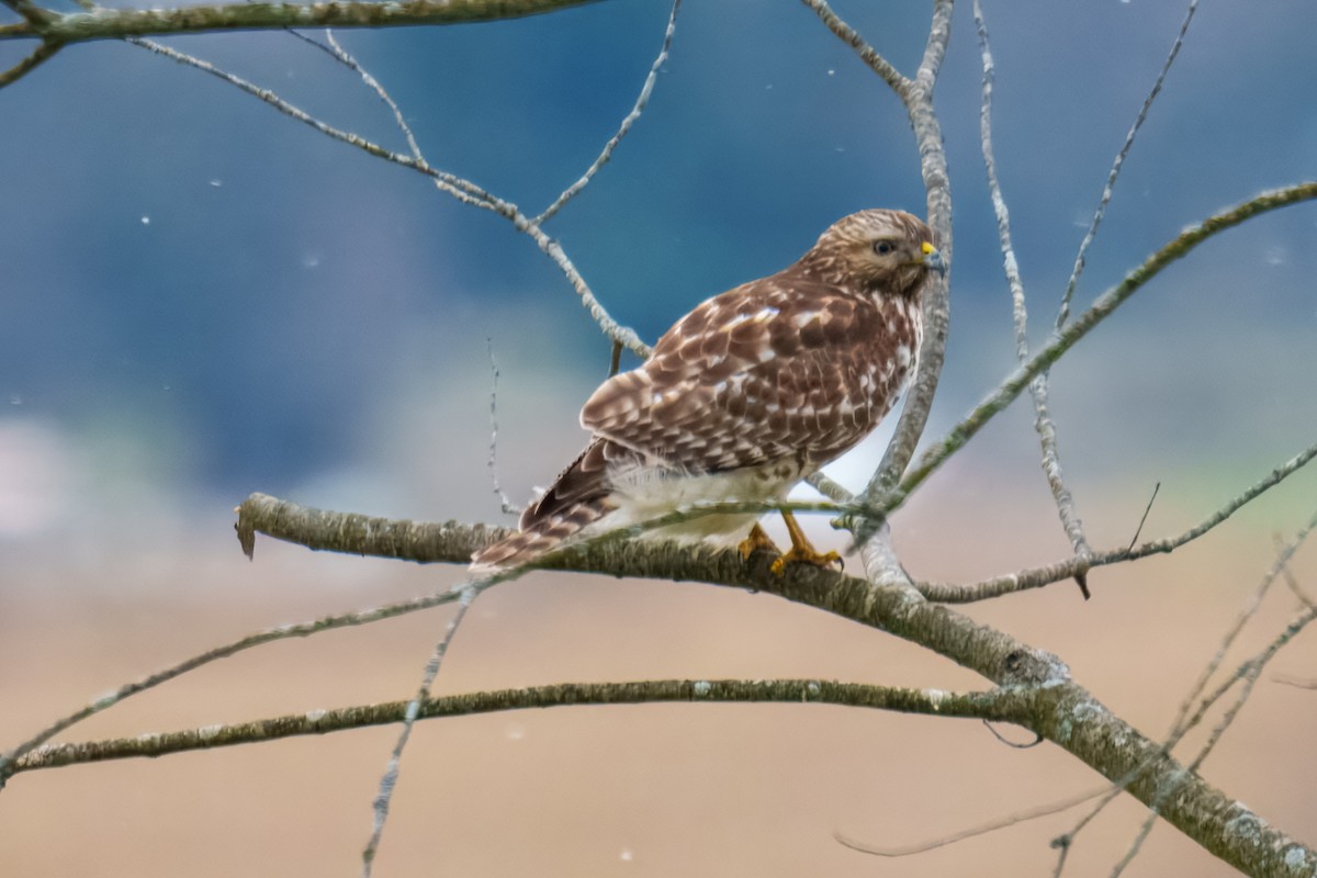 Канюк рудоплечий - ML645975854