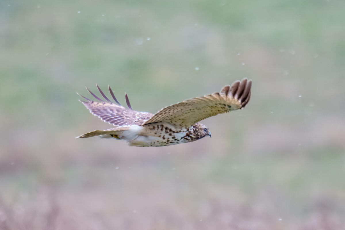 Канюк рудоплечий - ML645975855