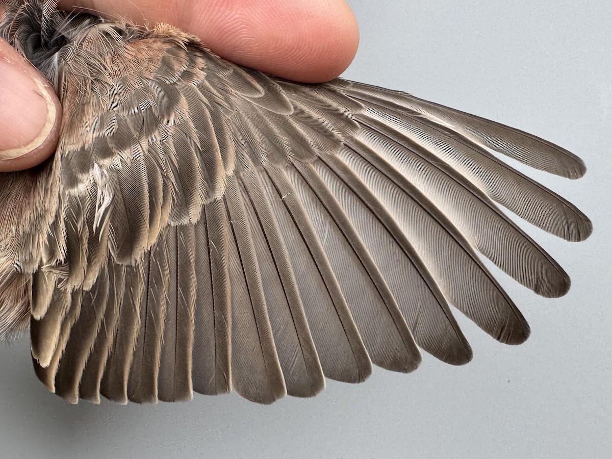 House Finch - ML645975862