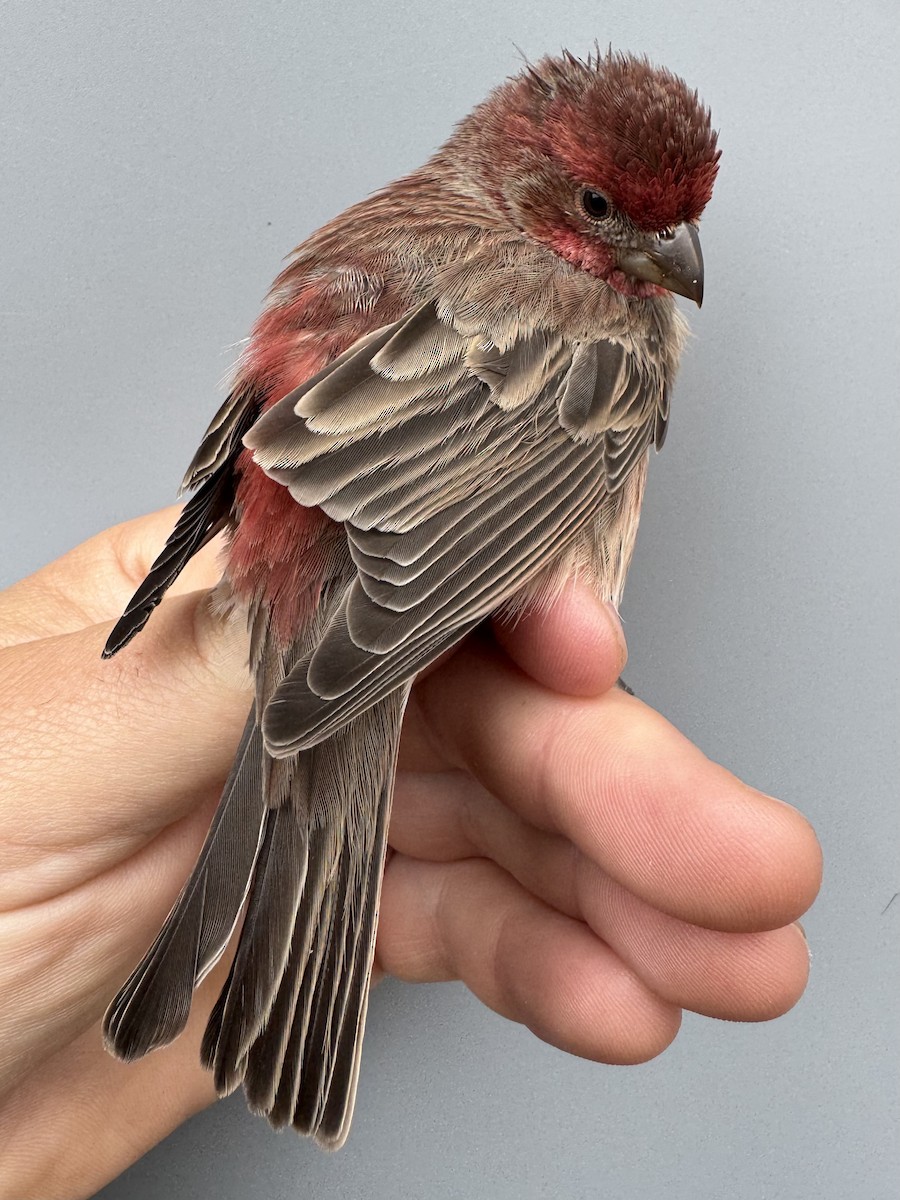 House Finch - ML645975863