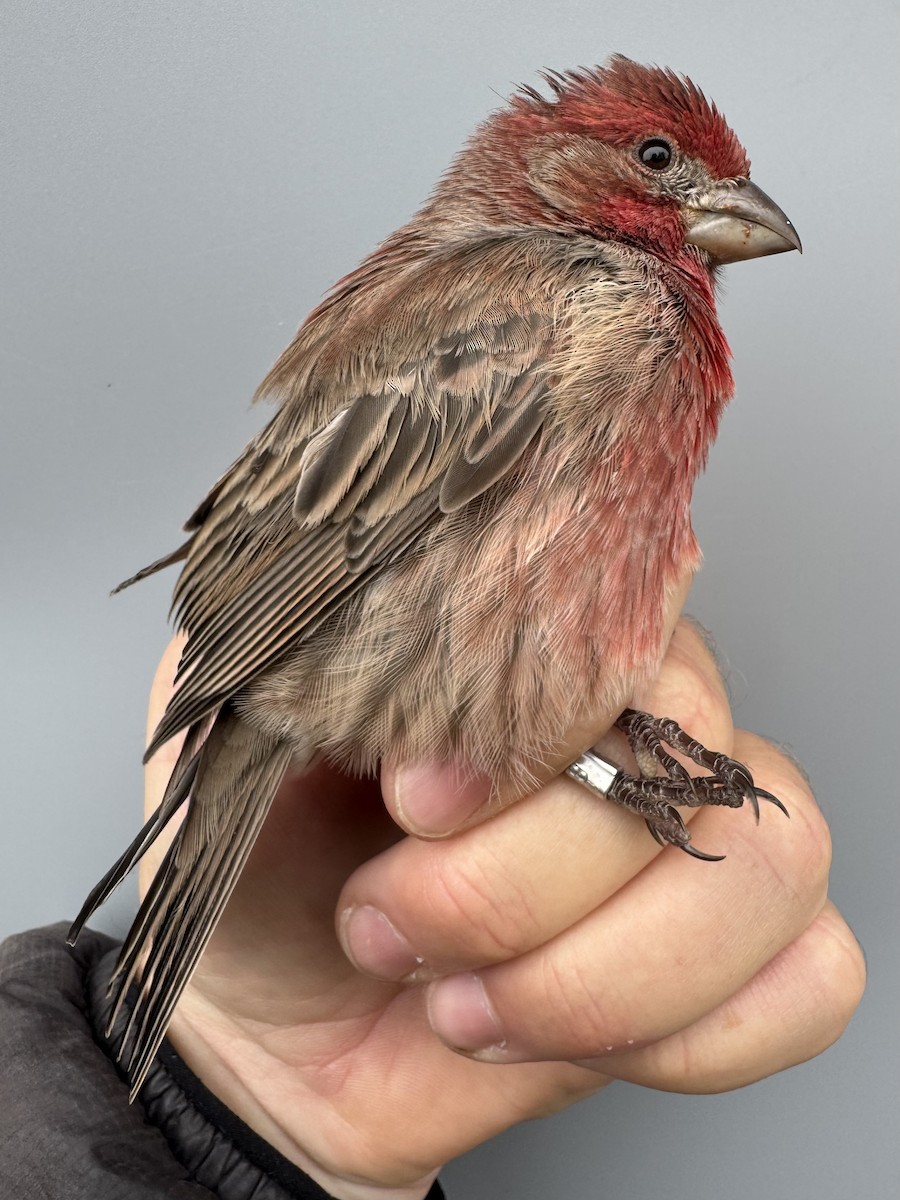 House Finch - ML645975864
