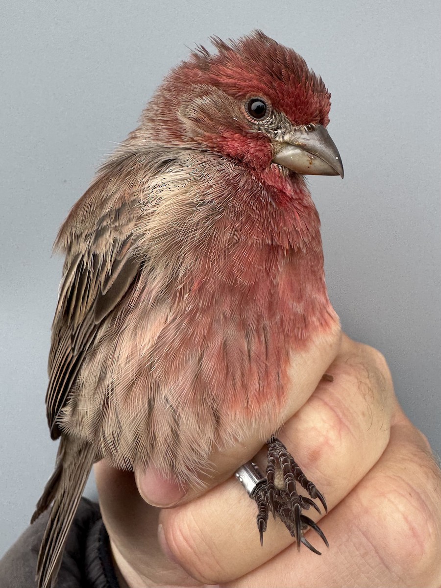 House Finch - ML645975865