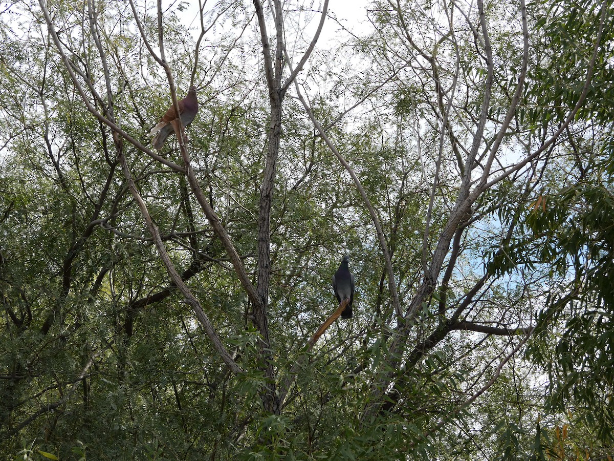 Haitz-usoa (etxekoa) - ML645975866