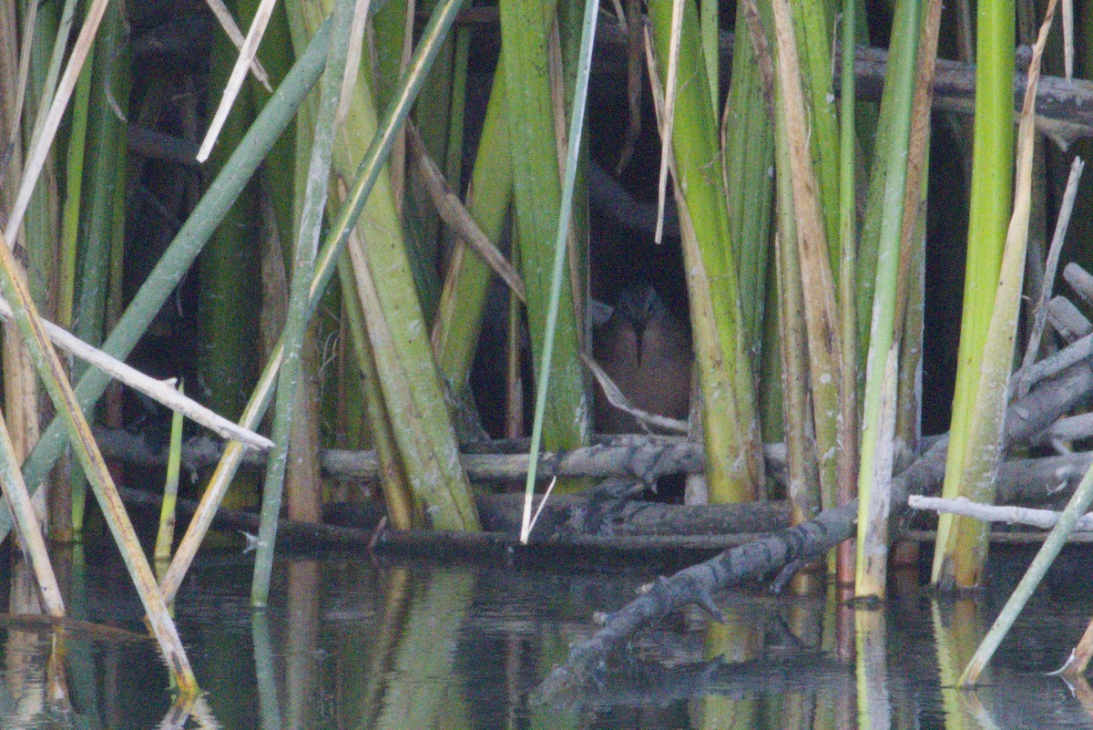 Virginia Rail - ML645975869