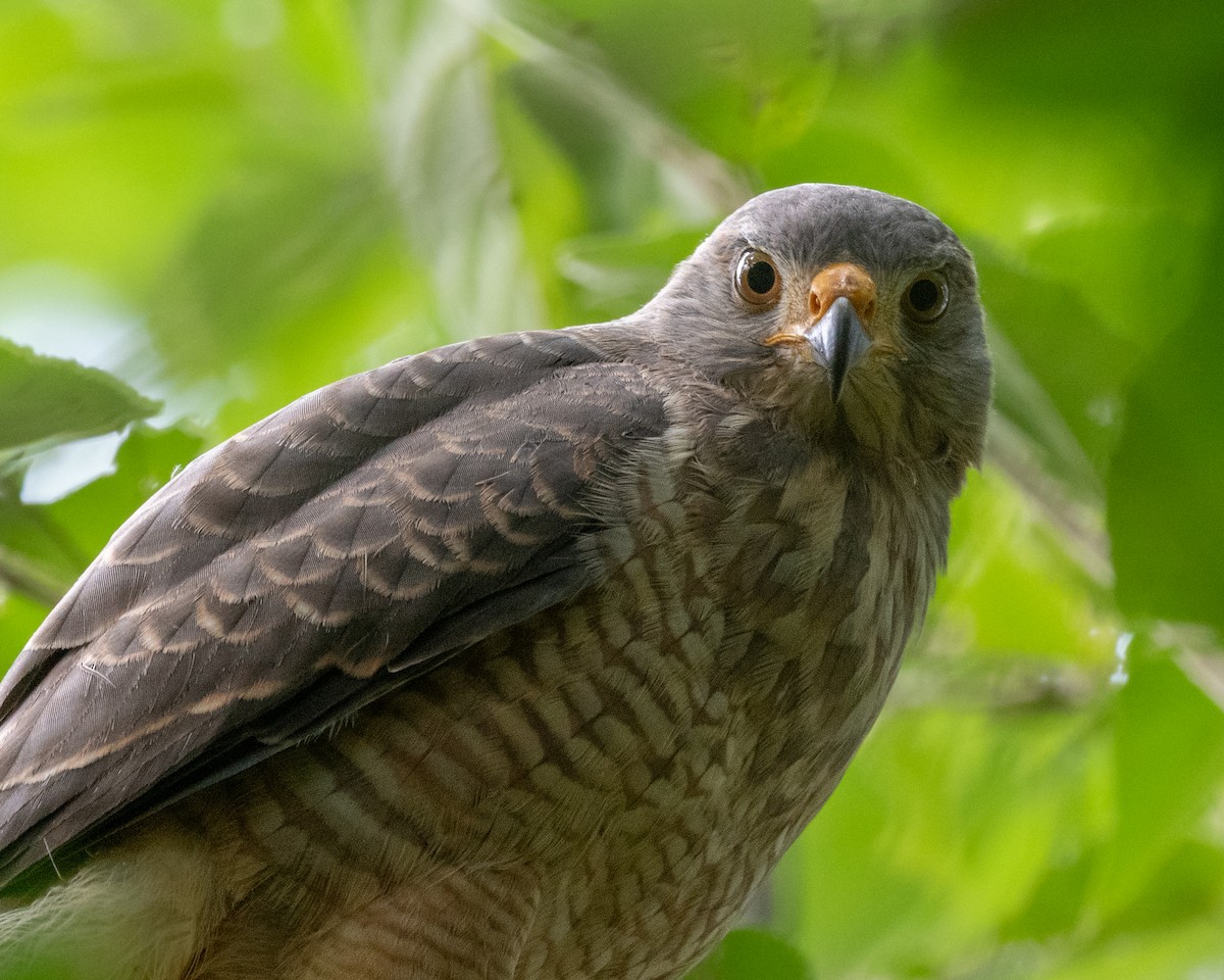 káně krahujová - ML645975870