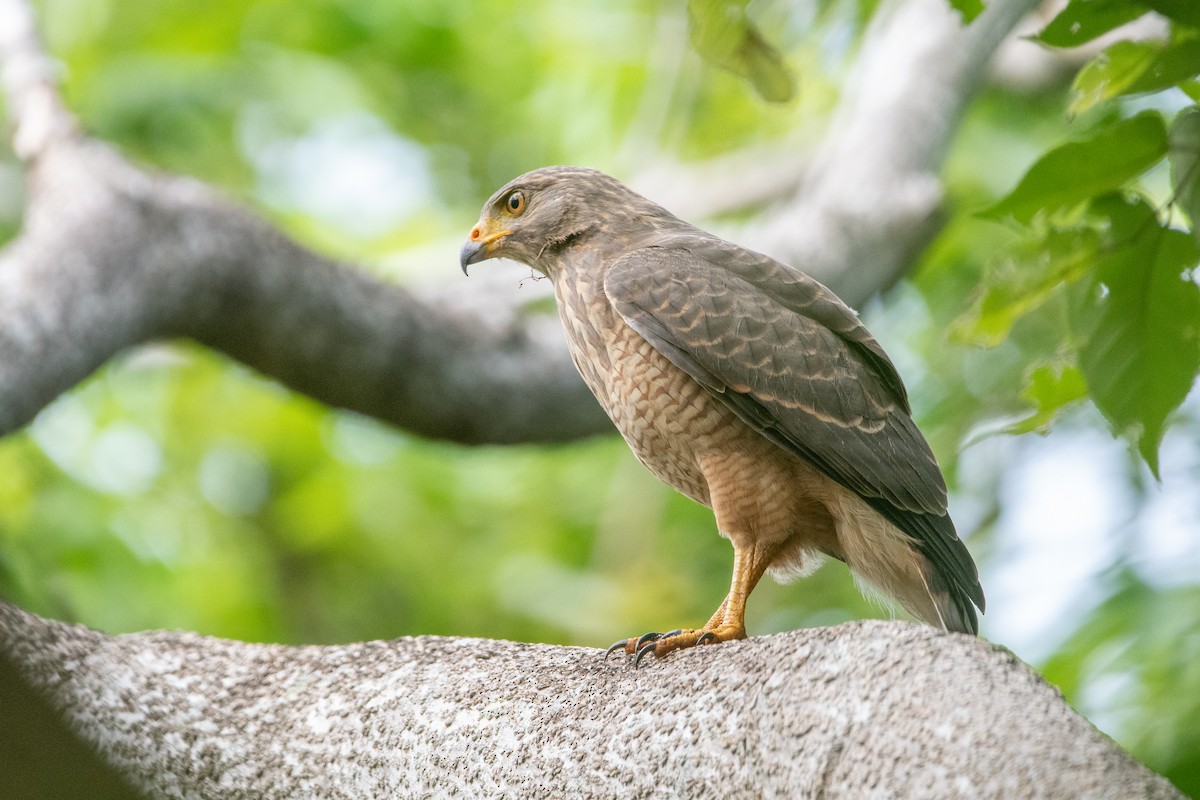 káně krahujová - ML645975871