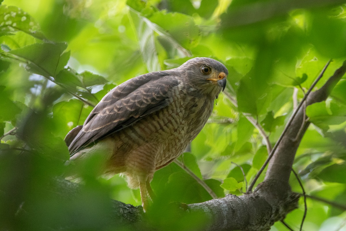 káně krahujová - ML645975873