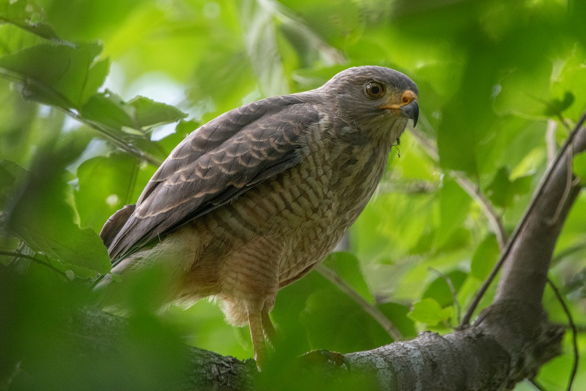 káně krahujová - ML645975874