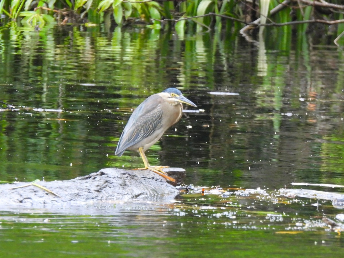 Little Heron - ML645975880