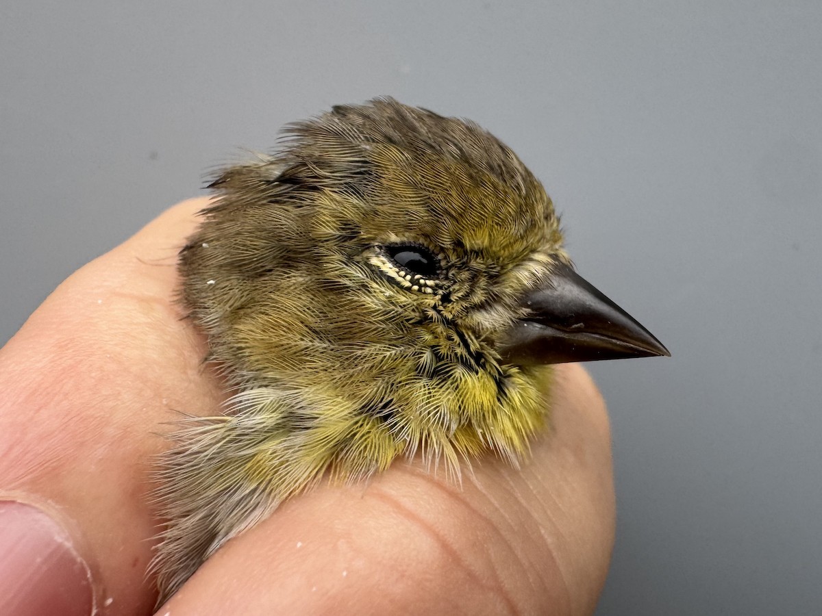 čížek žlutý - ML645975881