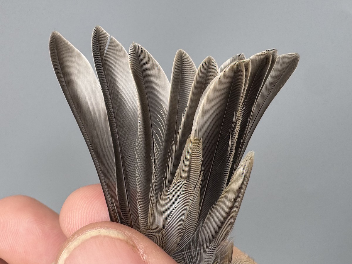 čížek žlutý - ML645975882