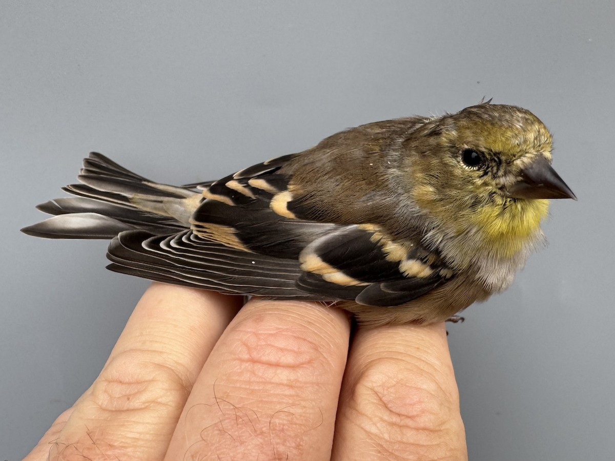 čížek žlutý - ML645975883