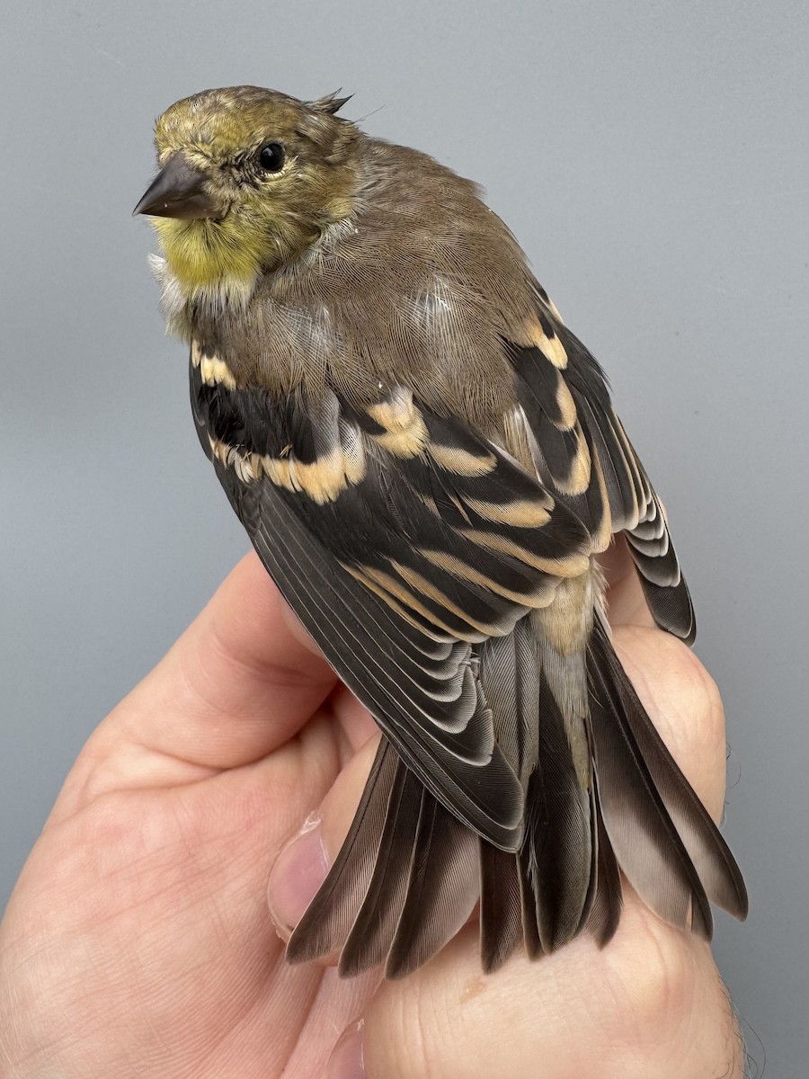 čížek žlutý - ML645975884