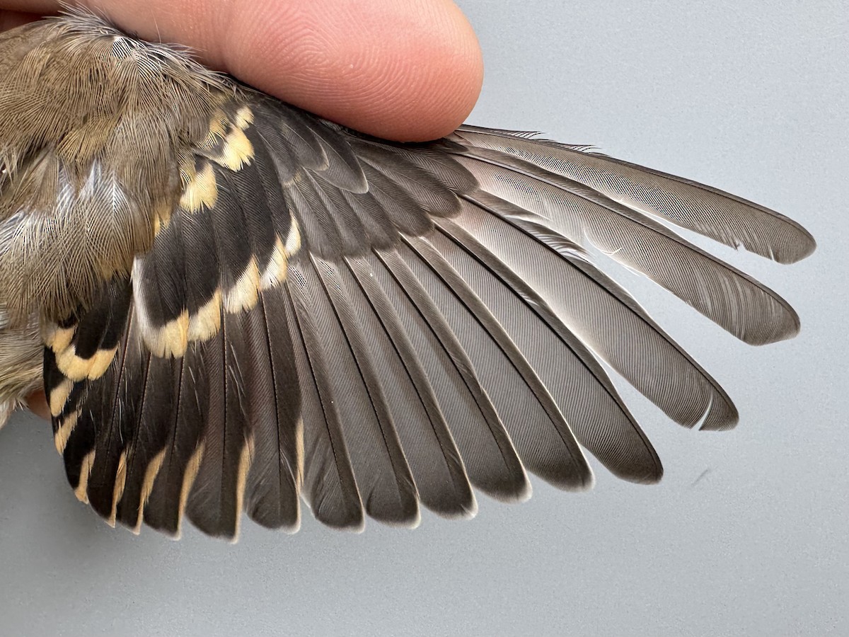 čížek žlutý - ML645975885