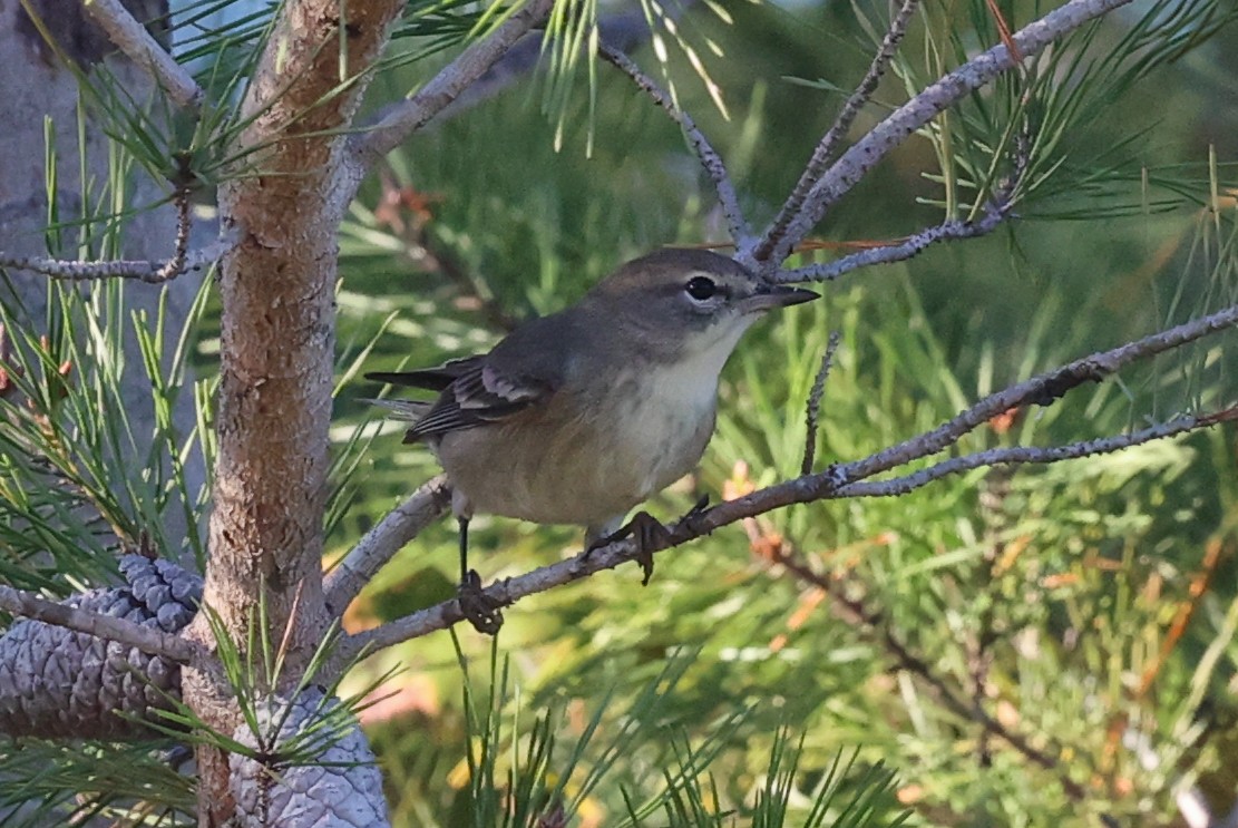 Pine Warbler - ML645975888
