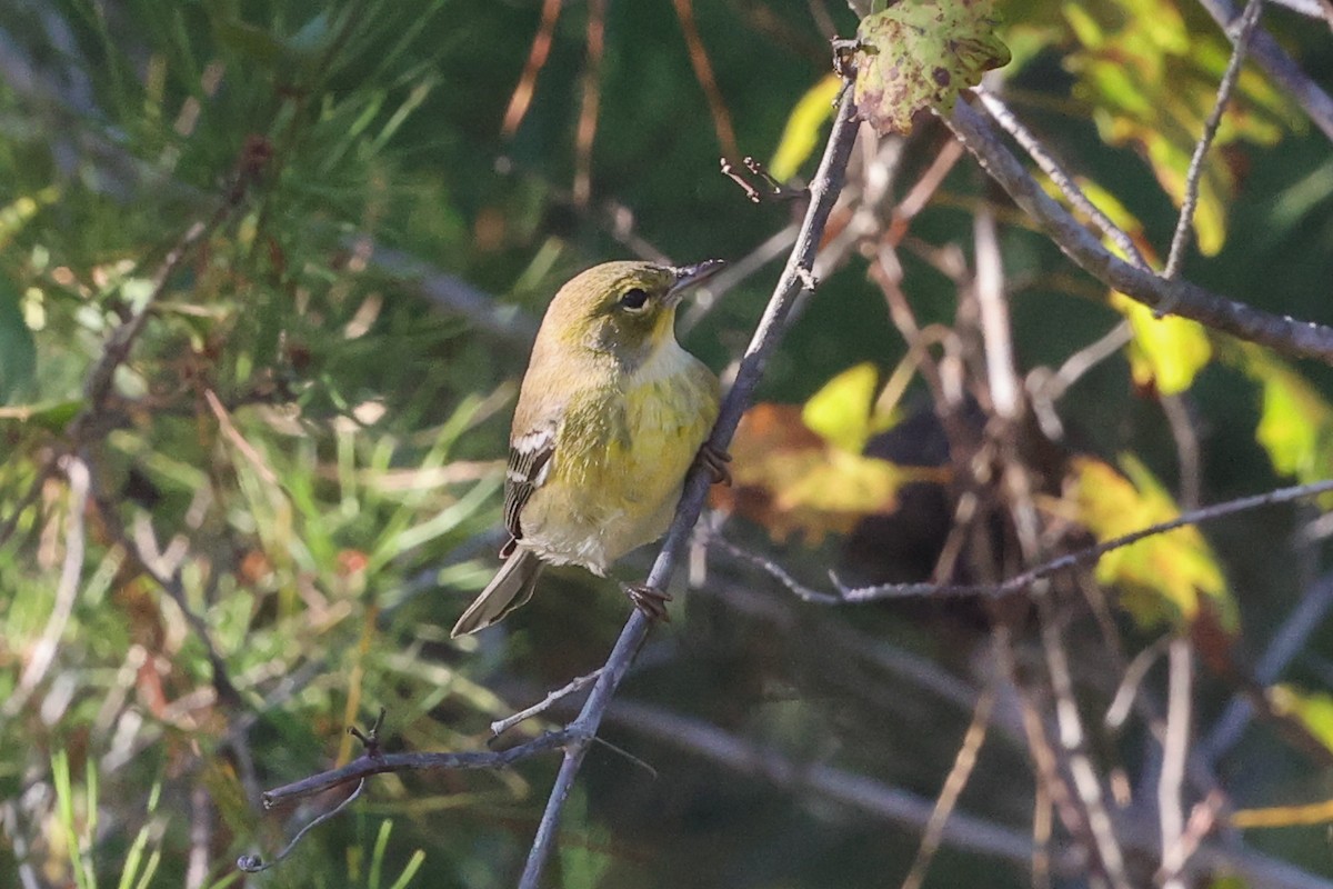 Pine Warbler - ML645975889