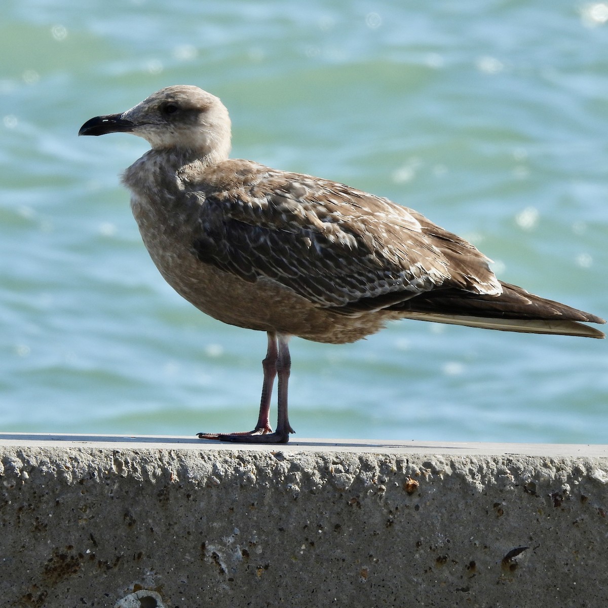American Herring Gull - ML645975891