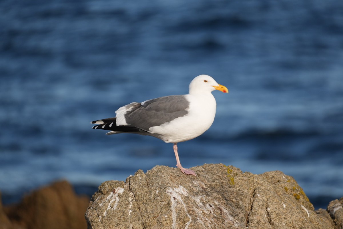 Мартин західний - ML645975901