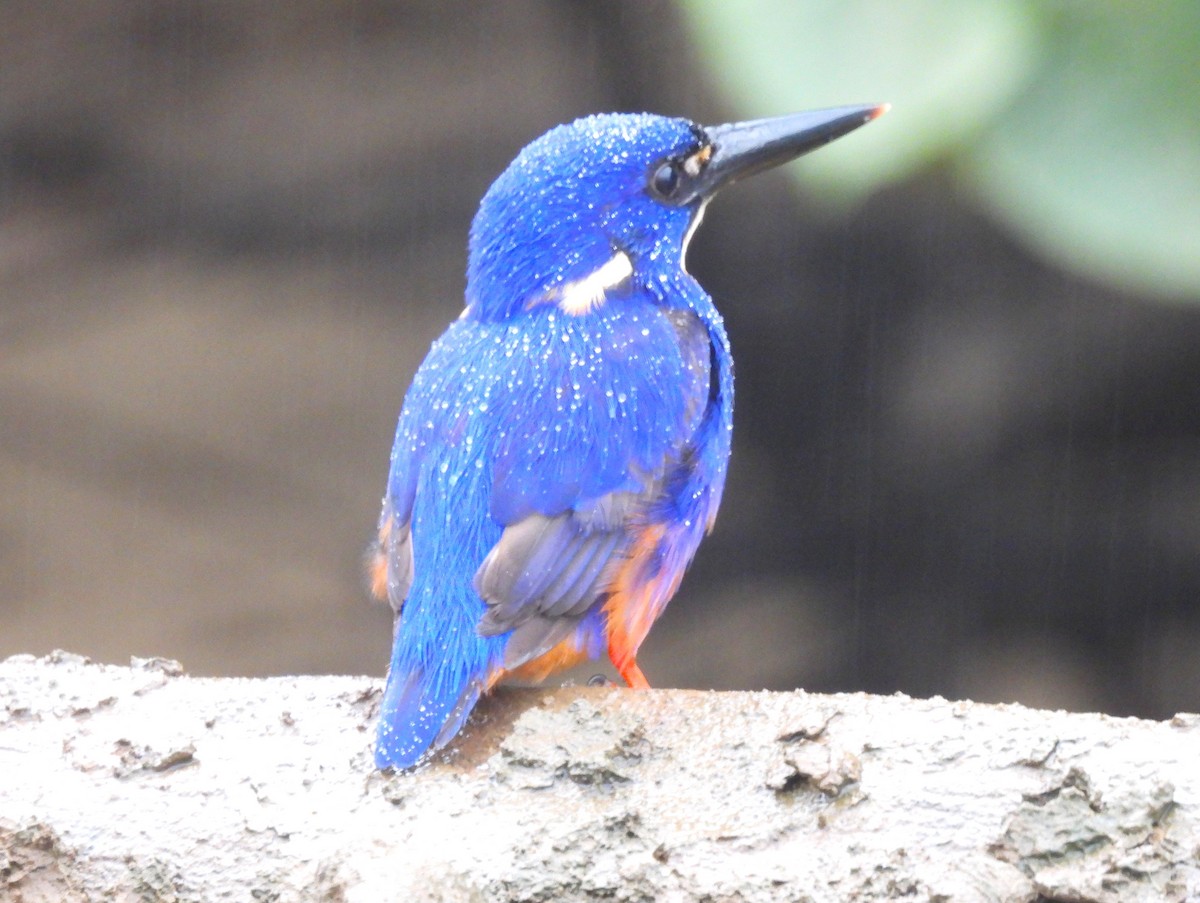 Azure Kingfisher - ML645975912