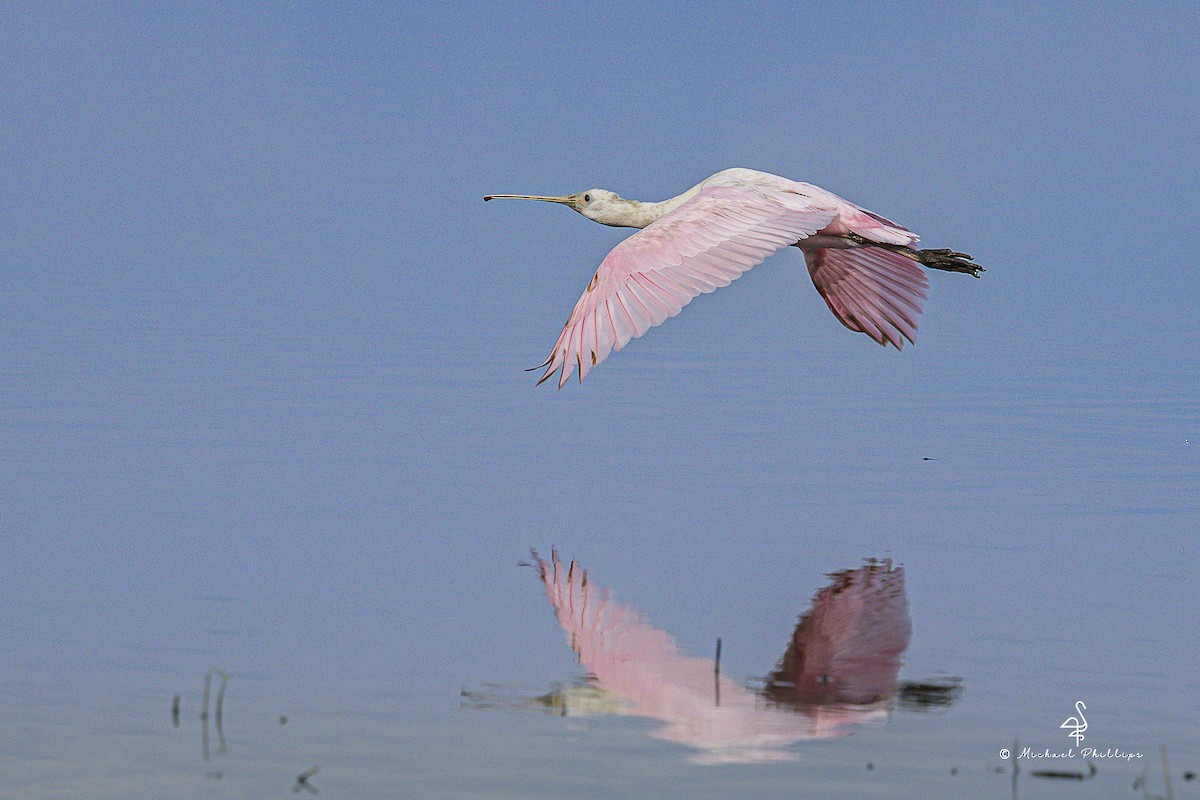 Rosalöffler - ML645975920