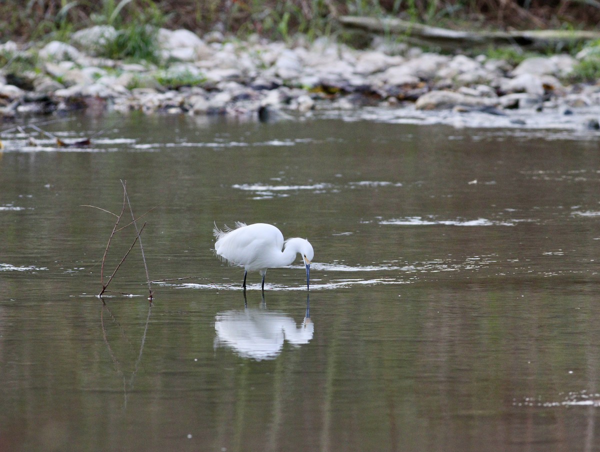 Snowy Egret - ML645975930