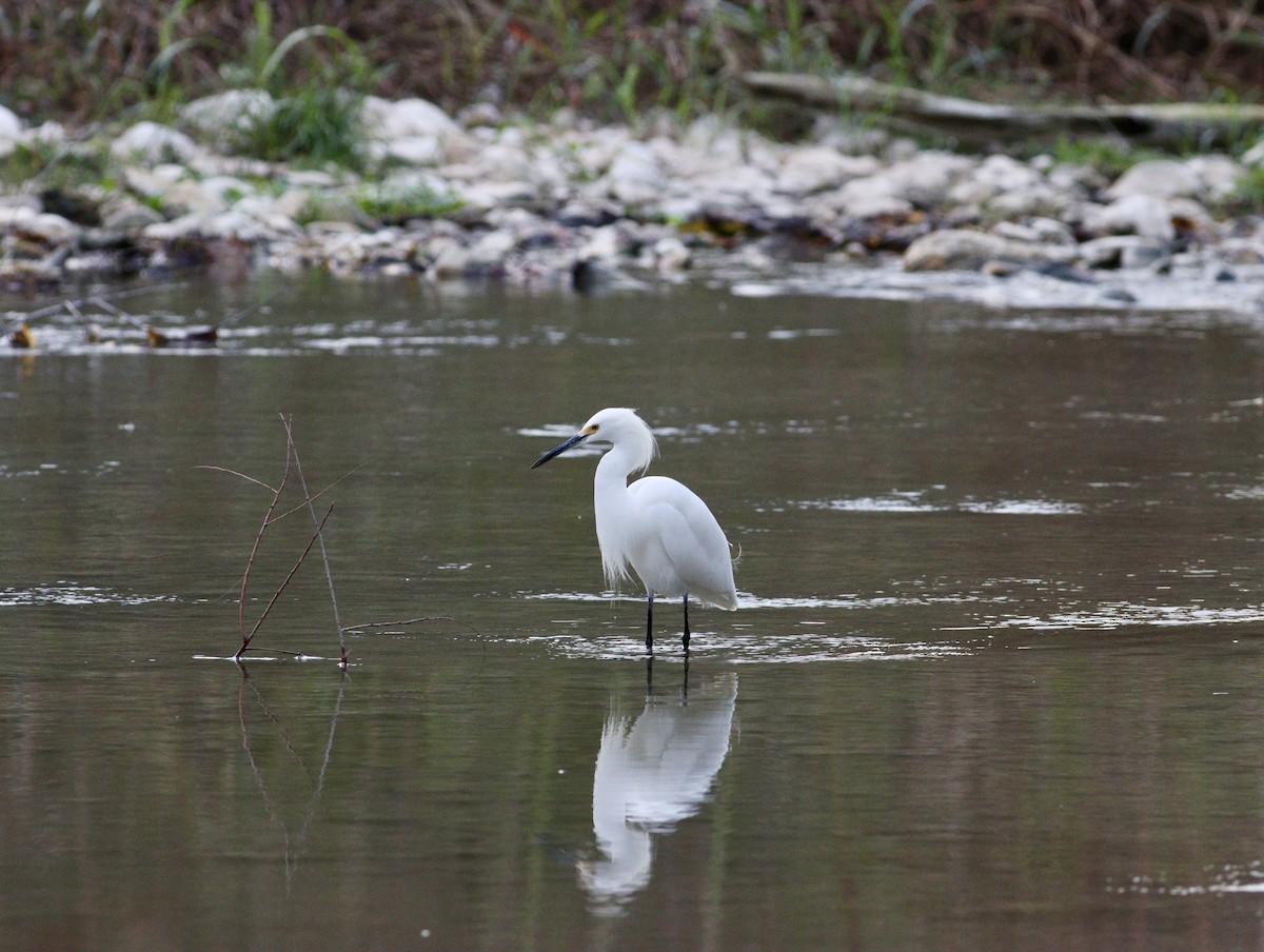 Snowy Egret - ML645975931