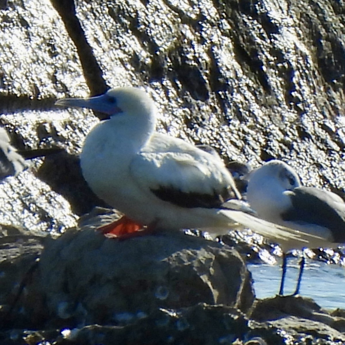 Сула червононога - ML645975934