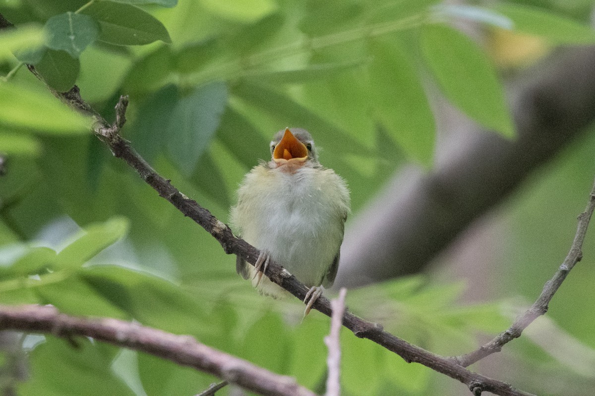 Yellow-green Vireo - ML645975937